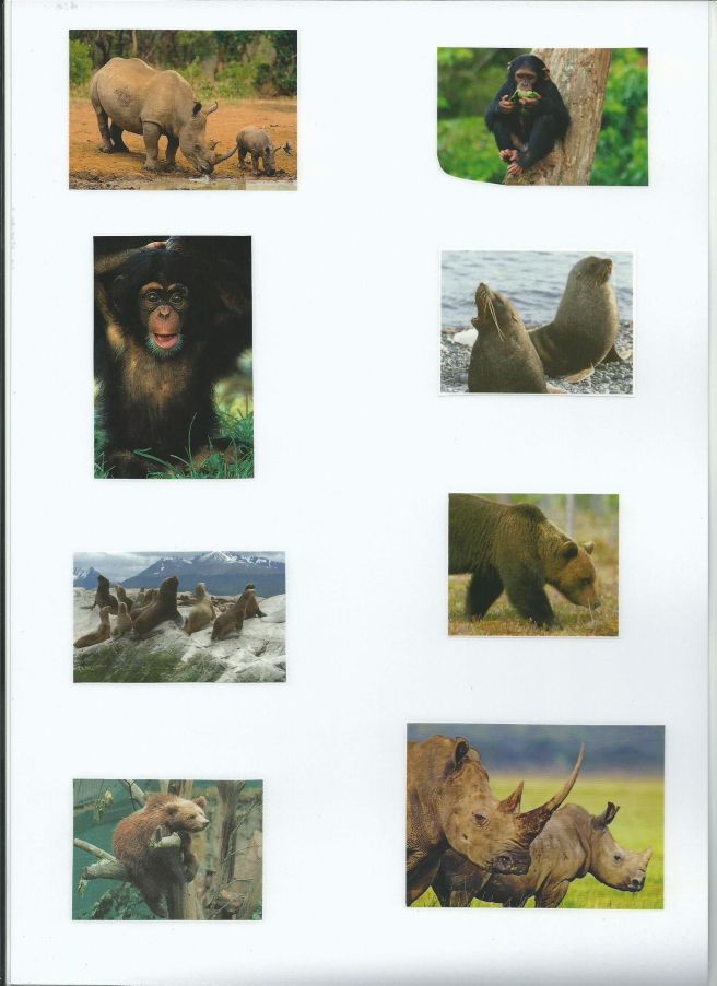 Paare suchen Tiere von tinas blumenwiese